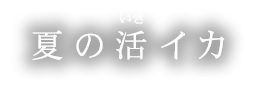 夏の活イカ